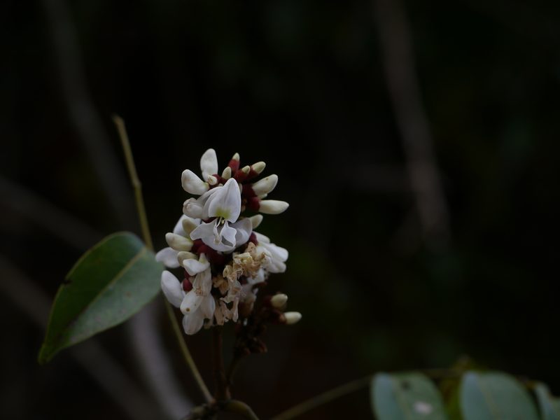 Derris heyneana, photographed by Dinesh Valke