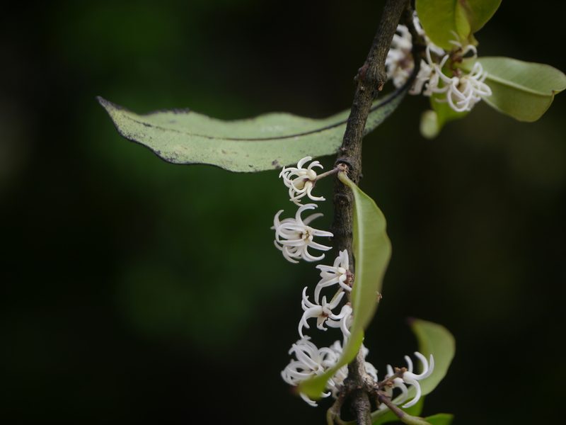 Chionanthus mala-elengi, photographed by Dinesh Valke