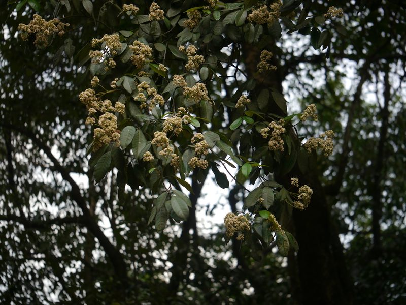 Walsura trifoliolata, photographed by Dinesh Valke