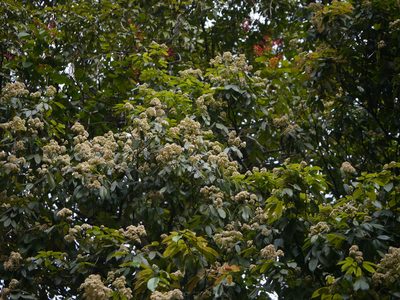 Walsura trifoliolata, photographed by Dinesh Valke