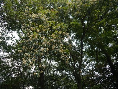 Walsura trifoliolata, photographed by Dinesh Valke