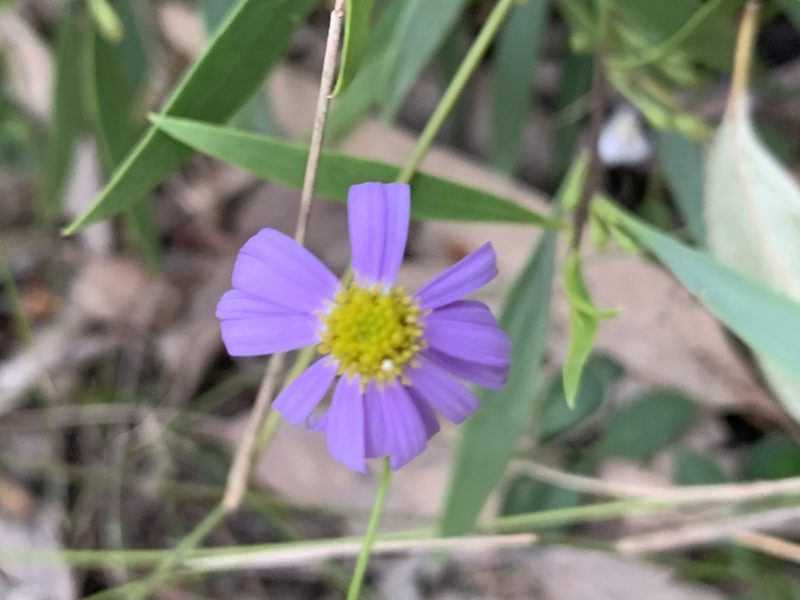 Brachyscome graminea, photographed by Guy Taseski