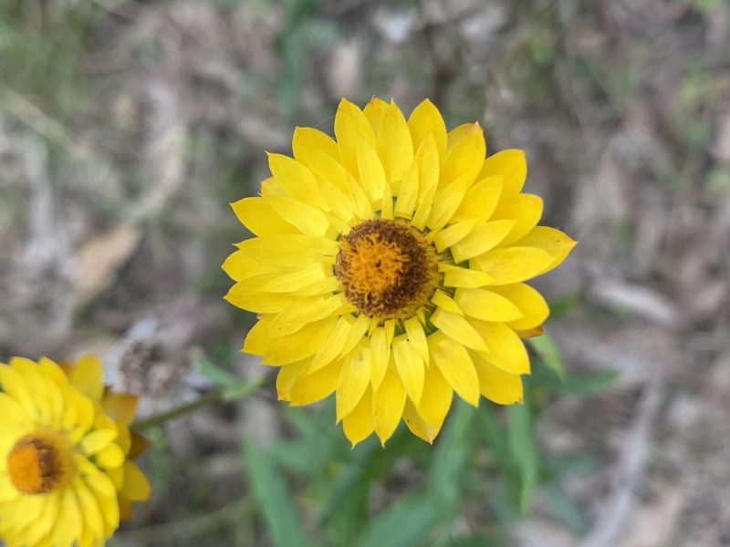 Xerochrysum bracteatum, photographed by Guy Taseski