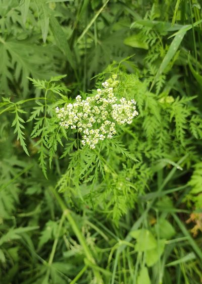 Sphallerocarpus gracilis, photographed by Юлия