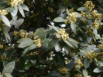 Litsea floribunda, photographed by Dinesh Valke