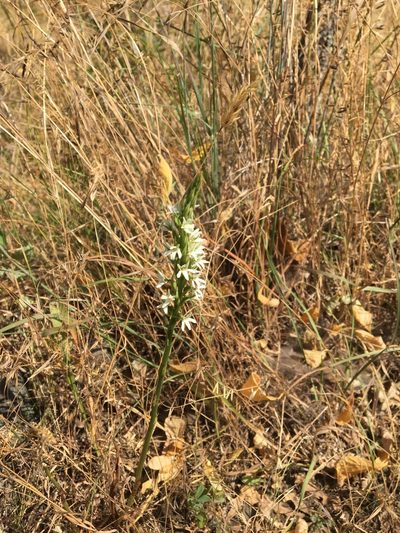 Platanthera elegans, photographed by Sarah MacGregor