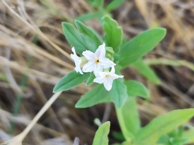 Tournefortia sibirica, photographed by KAnatoliy