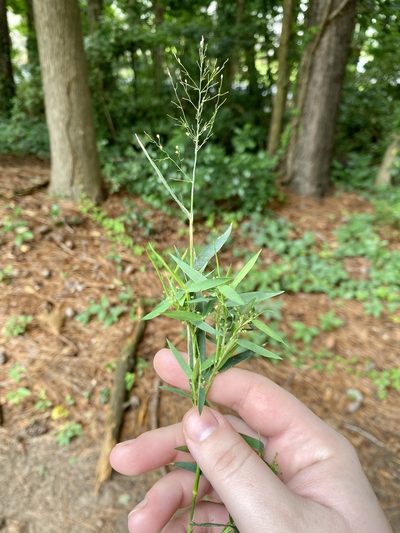 Dichanthelium lindheimeri, photographed by Emily Summerbell
