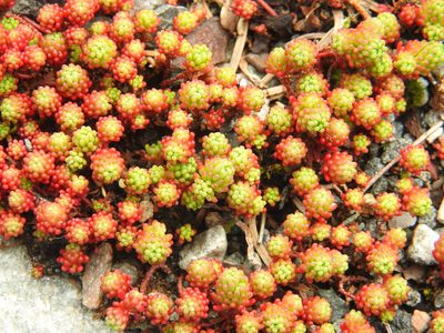 Sedum lydium, photographed by amantedarmanin