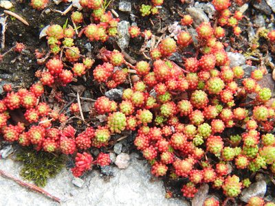 Sedum lydium, photographed by amantedarmanin