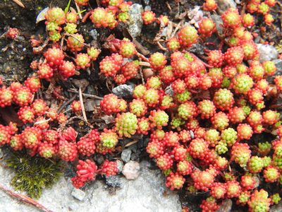 Sedum lydium, photographed by amantedarmanin