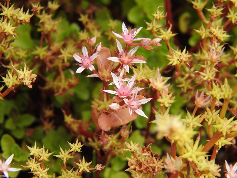 Sedum lydium, photographed by amantedarmanin
