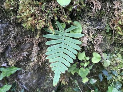 Goniophlebium amoenum, photographed by lansan