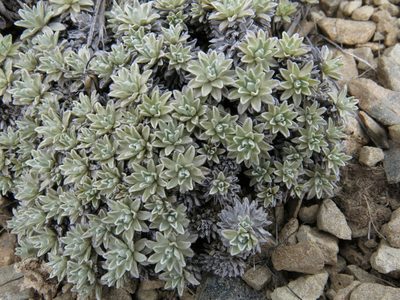 Argyrotegium nitidulum, photographed by John Barkla