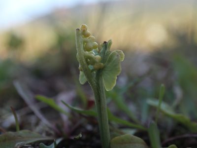 Botrychium lunaria, photographed by Tero Linjama