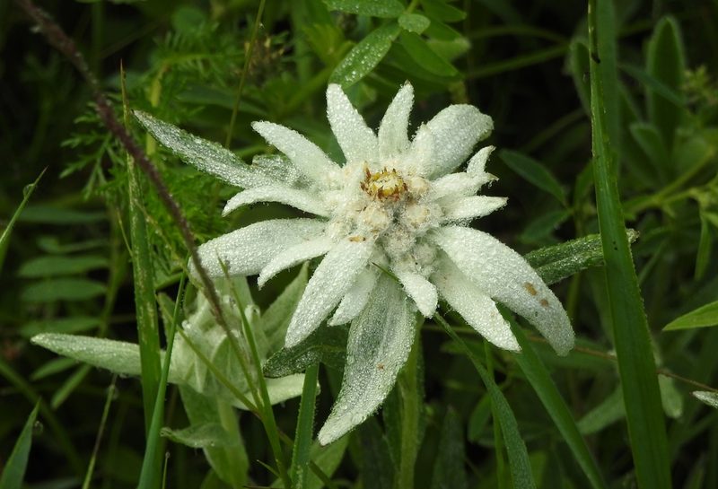Leontopodium conglobatum, photographed by Анна Васильченко