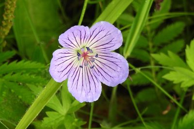 Geranium wlassovianum, photographed by Анна Васильченко