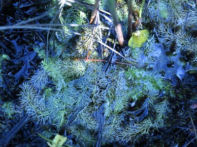 Utricularia intermedia, photographed by Tero Linjama