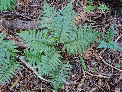 Diploblechnum fraseri, photographed by gnapp