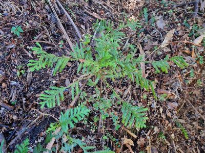 Libocedrus plumosa, photographed by gnapp