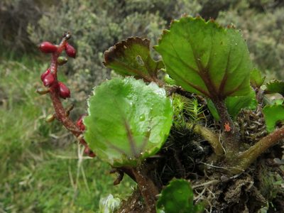 Gunnera densiflora, photographed by John Barkla