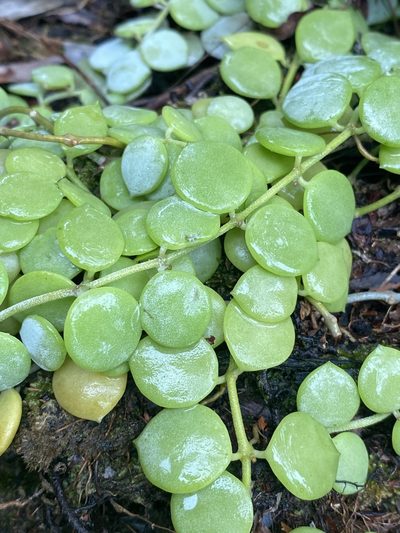 Dischidia nummularia, photographed by Greg Tasney