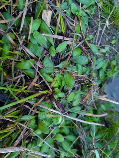 Mazus novaezeelandiae, photographed by gnapp