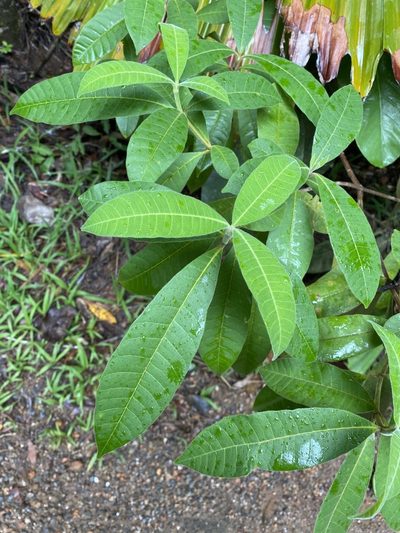 Alstonia muelleriana, photographed by Greg Tasney