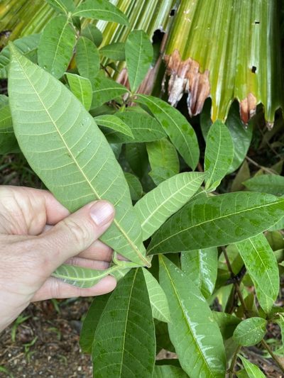 Alstonia muelleriana, photographed by Greg Tasney