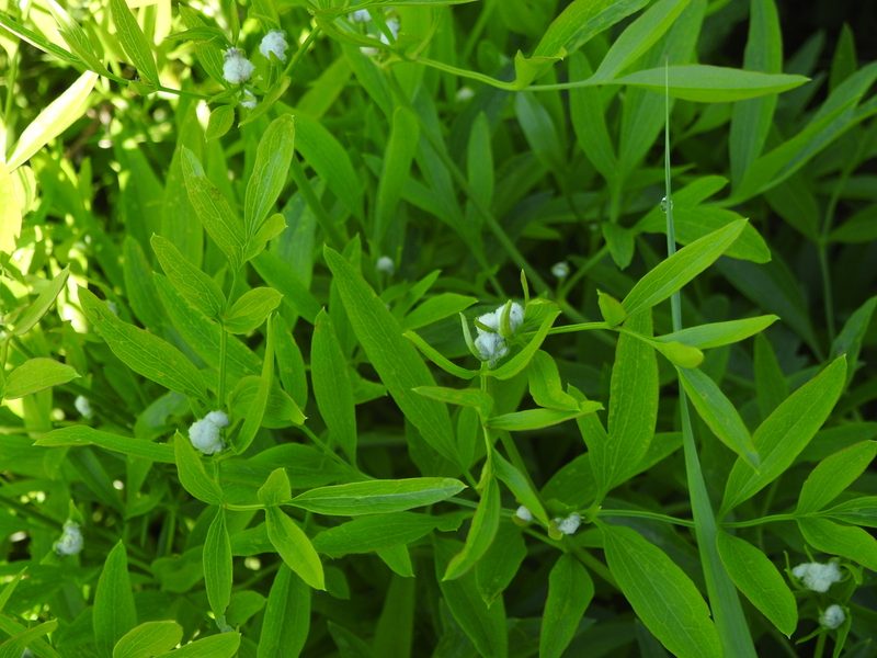 Clematis hexapetala, photographed by Анна Васильченко