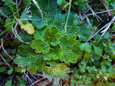Ranunculus recens, photographed by gnapp