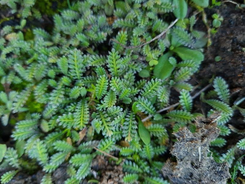 Leptinella calcarea, photographed by gnapp