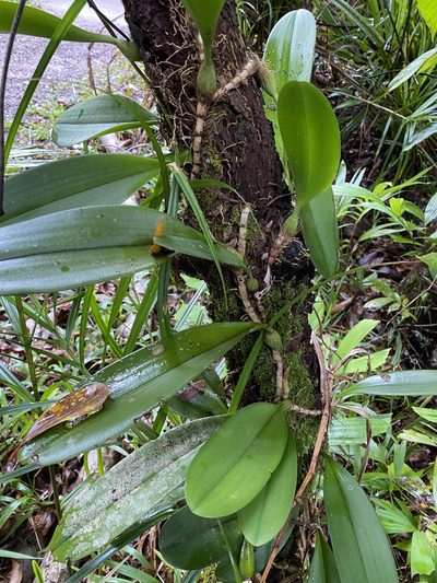 Bulbophyllum baileyi, photographed by Greg Tasney