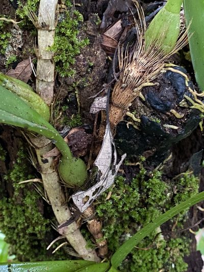 Bulbophyllum baileyi, photographed by Greg Tasney
