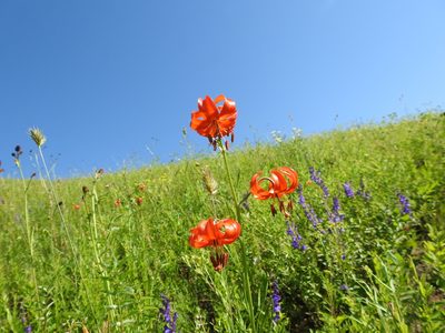 Lilium pumilum, photographed by Анна Васильченко