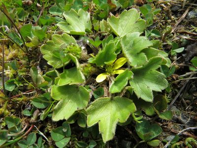 Ranunculus foliosus, photographed by John Barkla