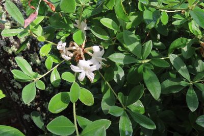 Rhododendron viscosum, photographed by Mike Gooley