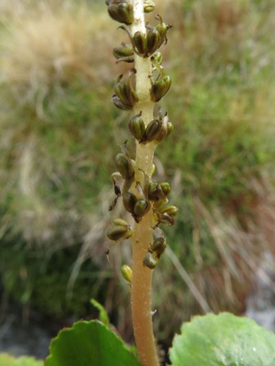 Gunnera densiflora, photographed by John Barkla