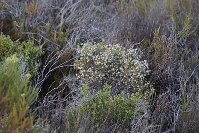 Erica turbiniflora, photographed by Tony Rebelo