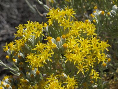 Tetradymia tetrameres, photographed by Jim Morefield