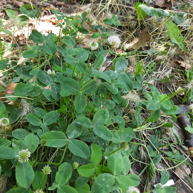 Trifolium ambiguum, photographed by Виктория Билоус