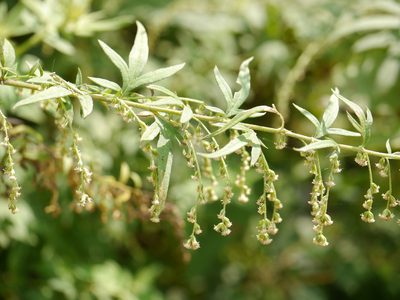 Artemisia nilagirica, photographed by Dinesh Valke