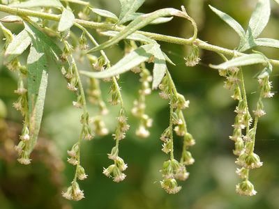 Artemisia nilagirica, photographed by Dinesh Valke