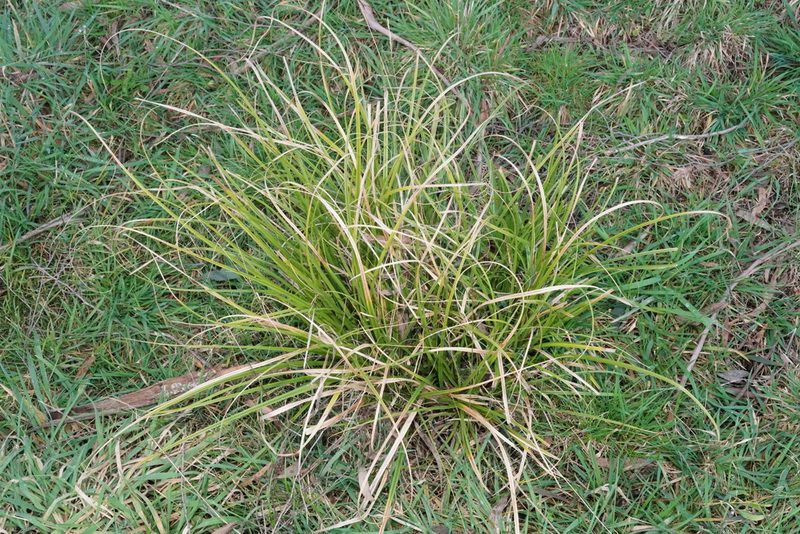 Carex iynx, photographed by Ben Fisher