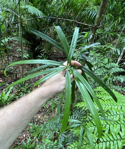 Podocarpus grayae, photographed by Greg Tasney