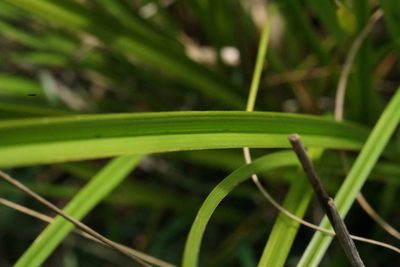 Carex iynx, photographed by Ben Fisher