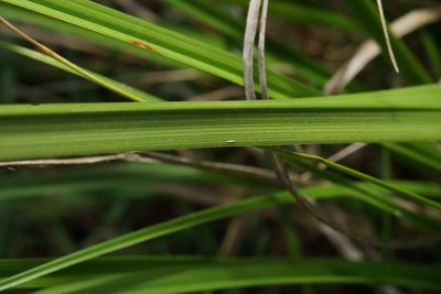 Carex iynx, photographed by Ben Fisher