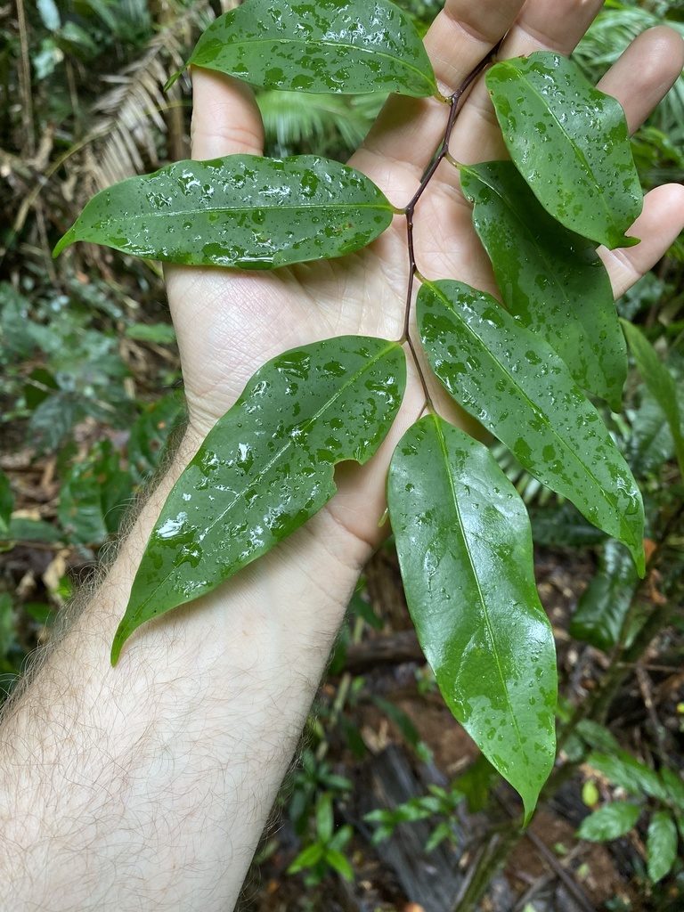 Cryptocarya oblata, photographed by Greg Tasney
