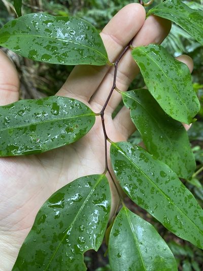 Cryptocarya oblata, photographed by Greg Tasney