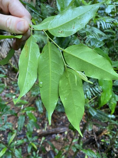 Cryptocarya oblata, photographed by Greg Tasney
